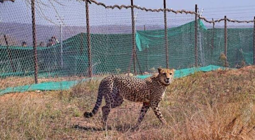 Image of Oban Cheetah