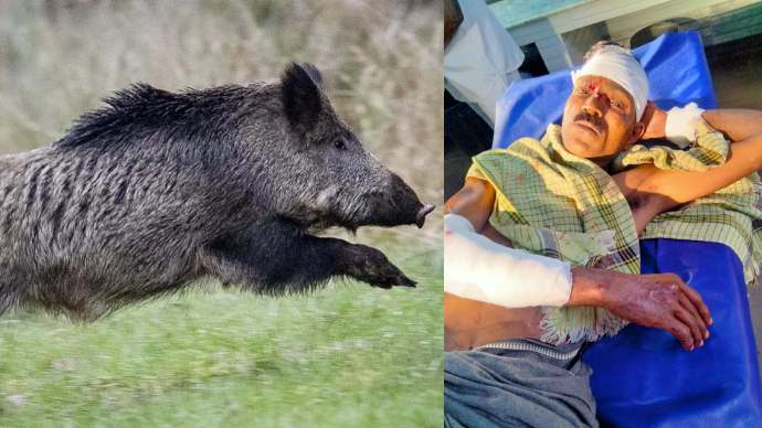 One seriously injured in wild boar attack