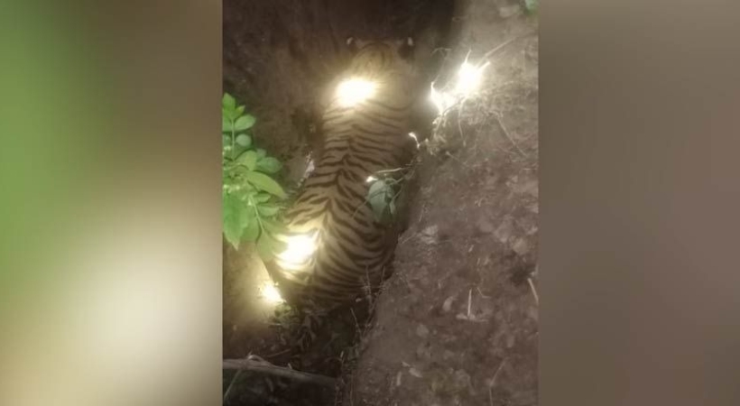 Tiger found dead in Wayanad Wildlife Sanctuary