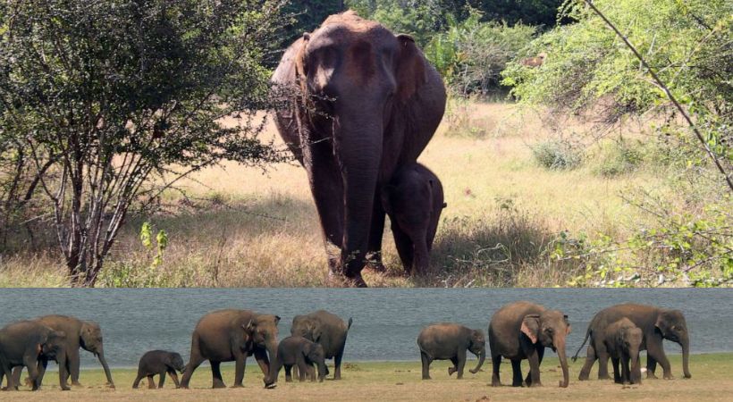 Asian elephants lost 64 % of their suitable habitat