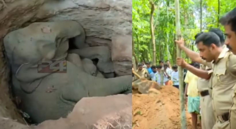 Wild elephant died