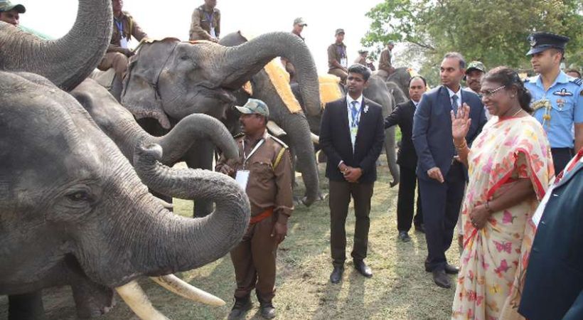 Responsibility of man elephant conflict lies with society: Draupadi Murmu