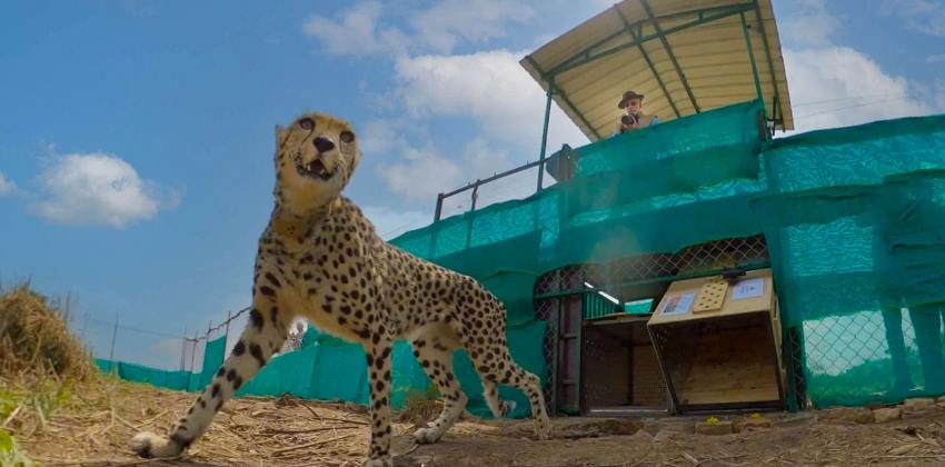 a-namibian-cheetah-was-brought-back-out-of-kuno