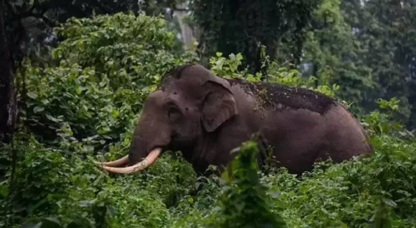 Mission to capture Arikomban elephant Mock drill today