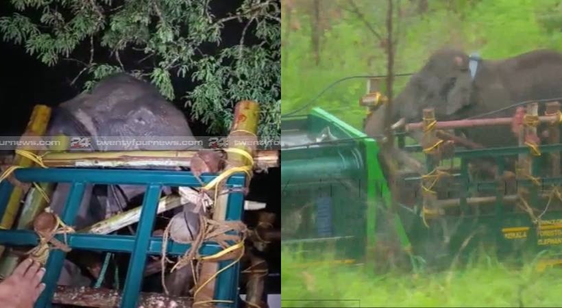 wild elephant arikomban at periyar