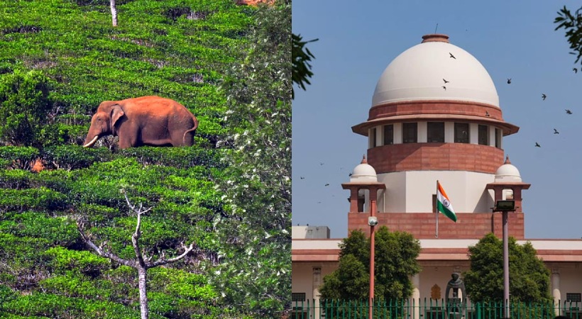 Kerala may approach supreme court in Arikomban matter soon