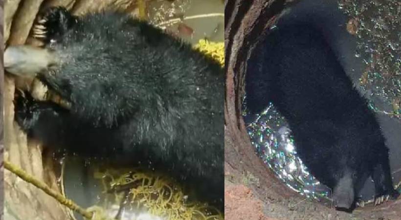bear fell into well and drowned Postmortem report out