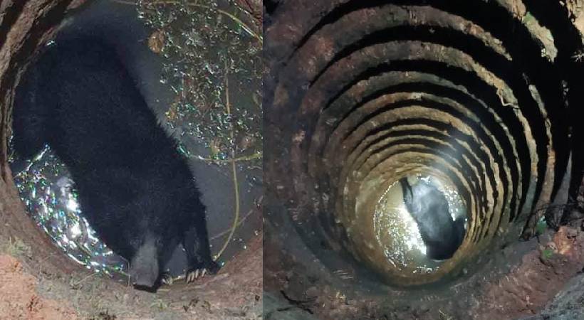 Veterinary surgeon explains about bear death in well