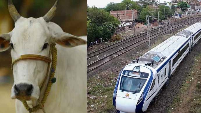 bhopal-new-delhi-vande-bharat-hits-cow-in-gwalior-
