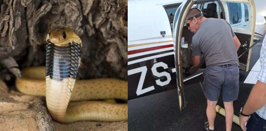 cobra finds in cockpit