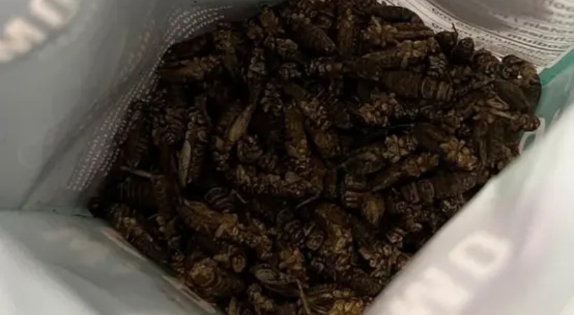 Mother Feeds Crickets To baby To Ensure Protein Intake