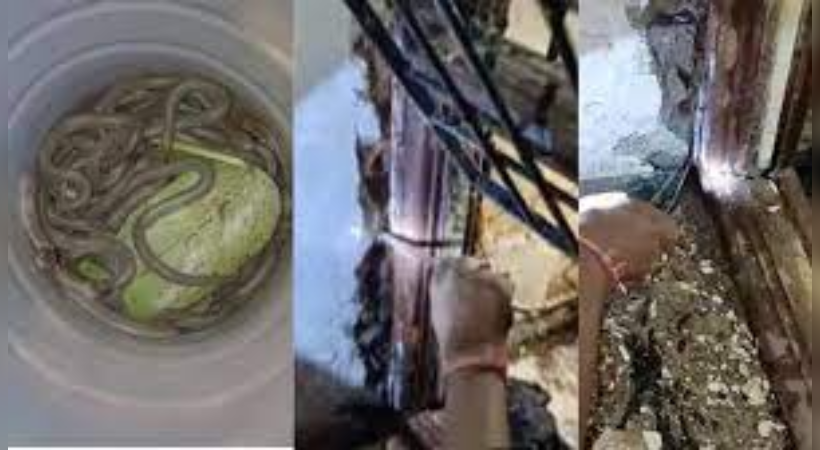 Found 39 snakes under door frame