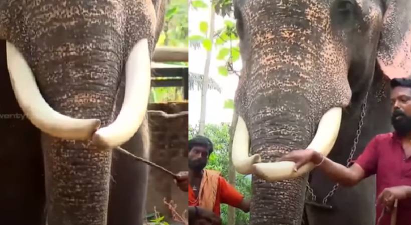 Elephant ivory grew and collided with each other
