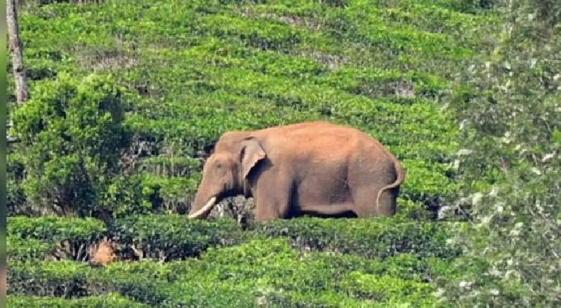 Mission Arikomban Expert committee visited areas