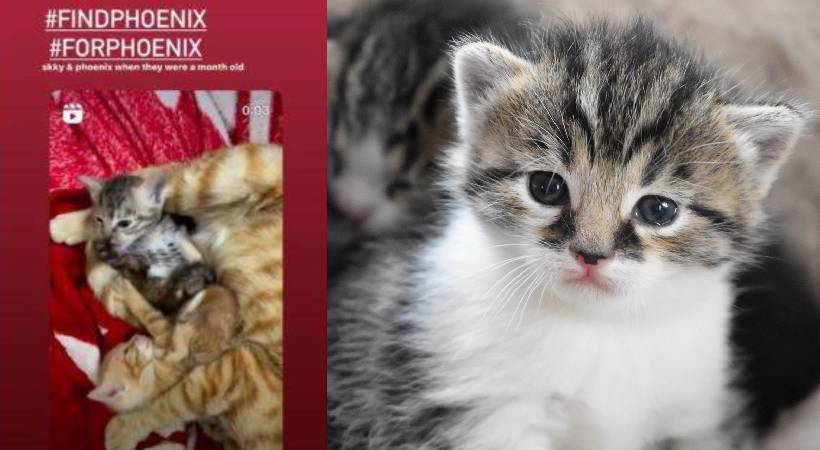 Passenger lost her pet cat due to negligence by Air India staff tweet viral