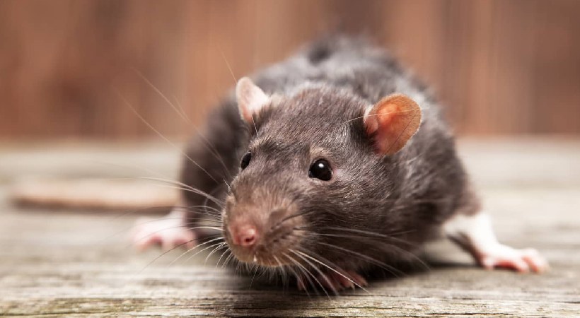 30 Pages Chargesheet for killing rat UP