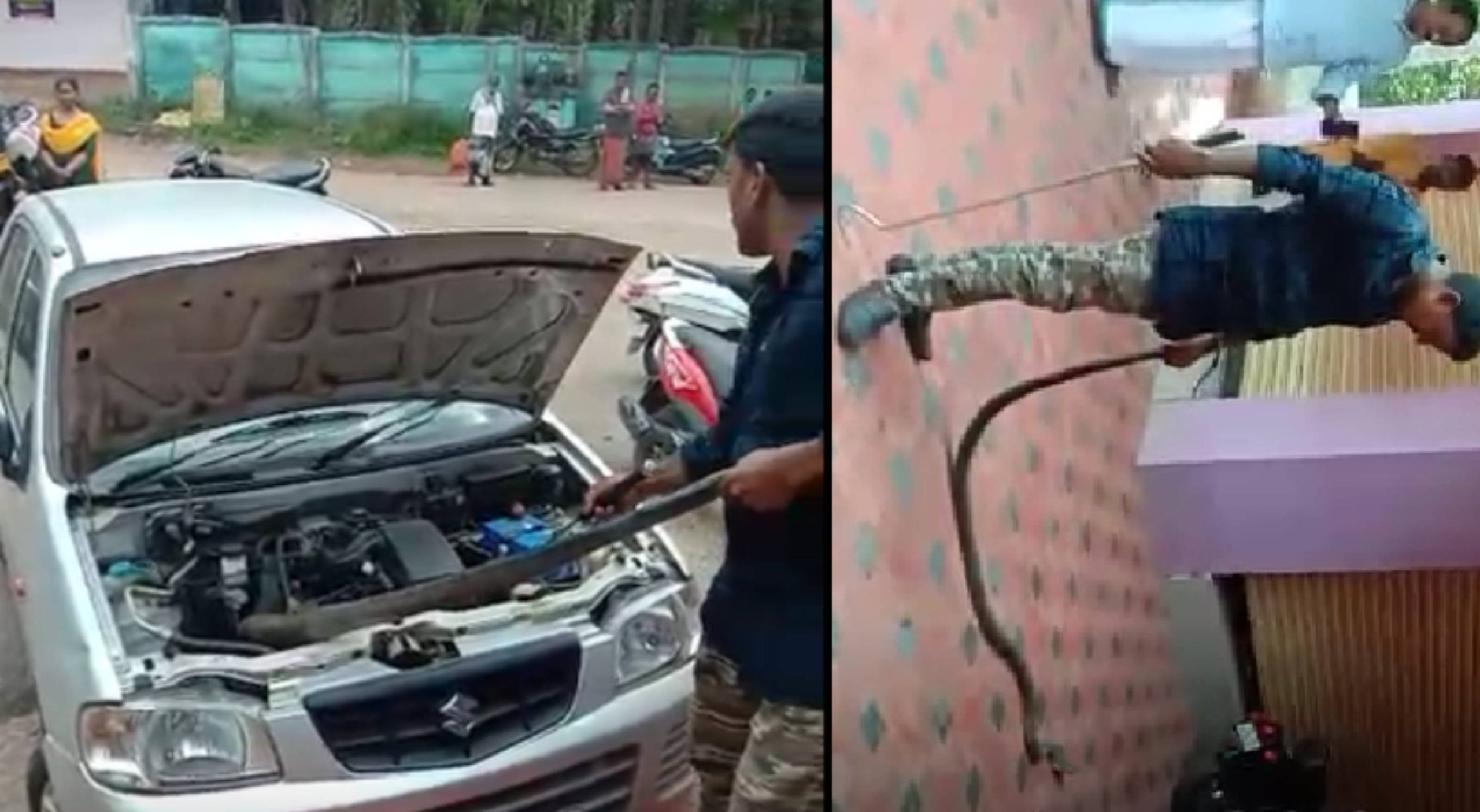 King cobra was caught from car bonnet
