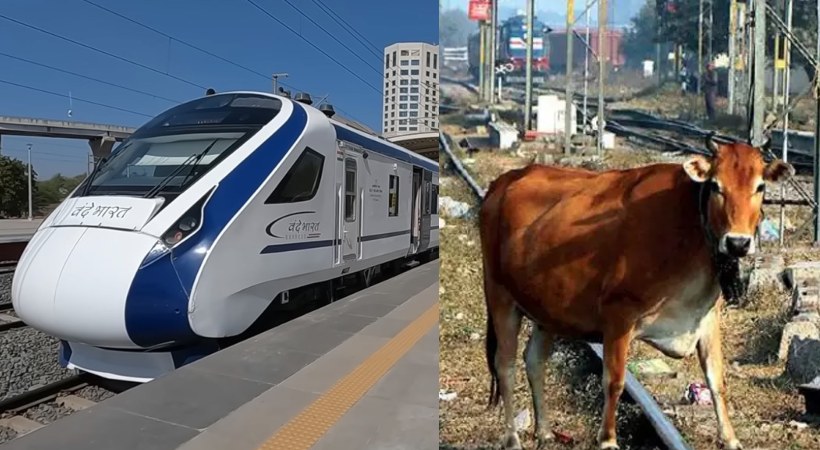 vande bharat and cows on track