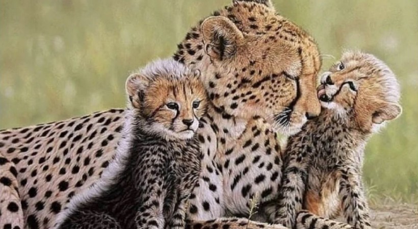 2 More Cheetah Cubs Die In Madhya Pradesh National Park