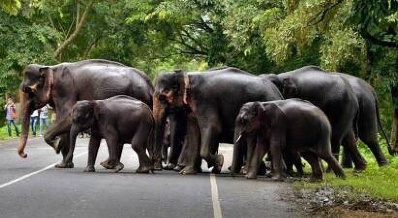 Synchronized elephant census begins today