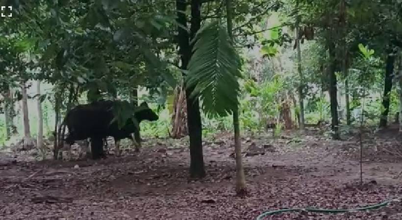 wild buffalo spotted in chalakkudy