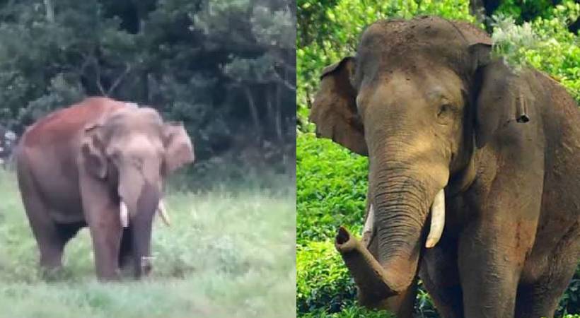 Arikomban moving back to Periyar Tiger Reserve
