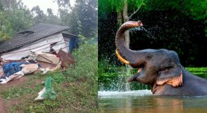 Images of Idukki Elephant attack and Elephant