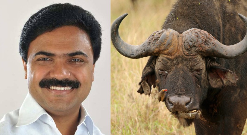 Images of Jose K Mani and Buffalo