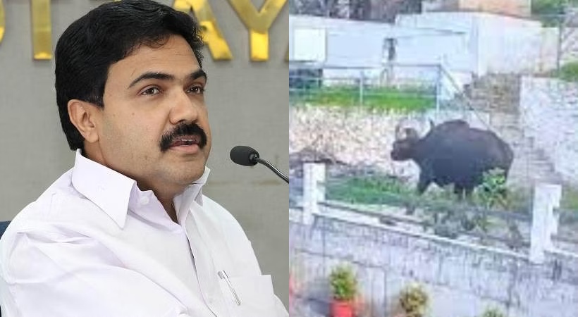 Images of Jose K Mani and Wild Buffalo