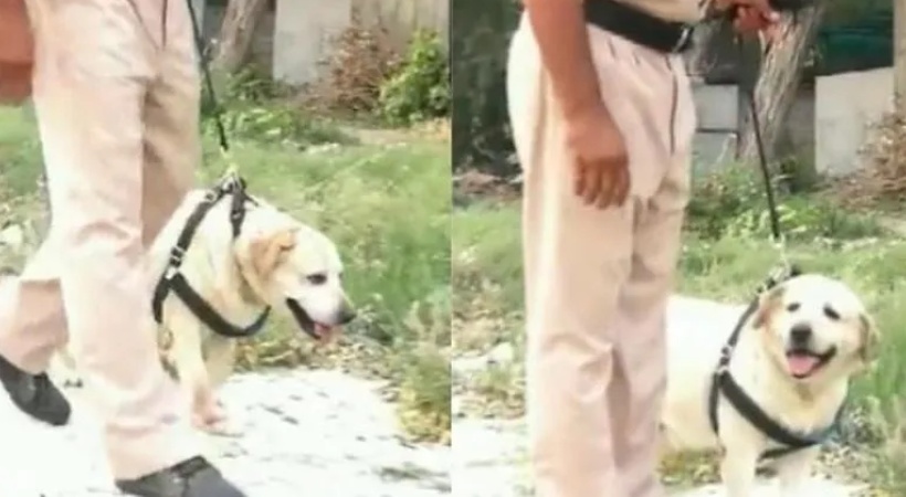 Punjab Police Labrador Dog Beats Cancer To Join Back Duty