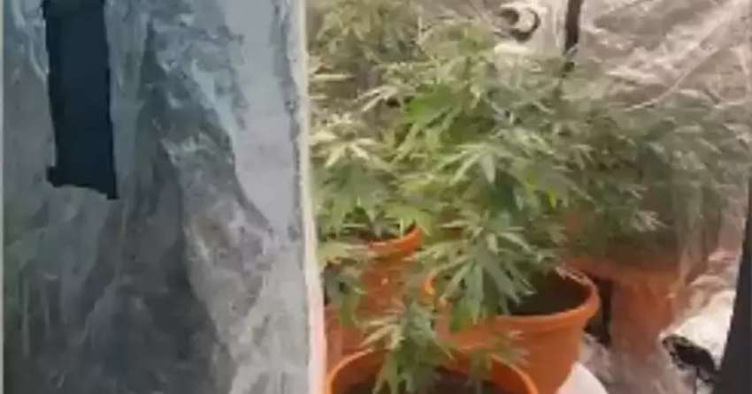 Sharjah Police arrest a group of Asian for growing narcotics plants in a residential building