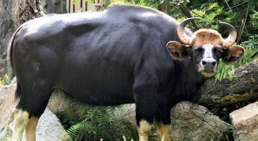 Wild buffalo attack 10 lakh financial assistance for families