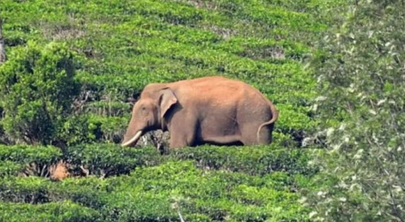 forest department special team tracked Arikomban
