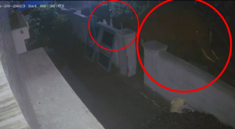 elephant Attacked by wild elephants cctv