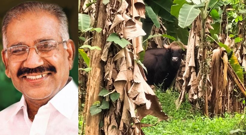 wild buffalo attack AK Saseendran reaction