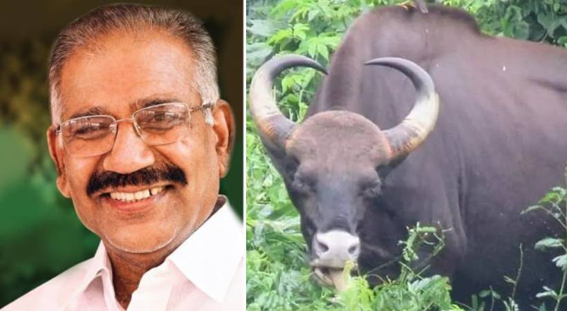 Wild buffalo's interaction is friendly says AK Saseendran