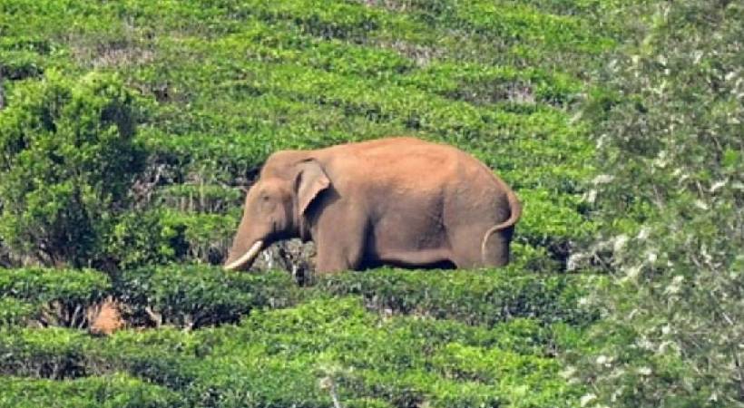 Try to bring back Arikompan to Periyar Wildlife Sanctuary