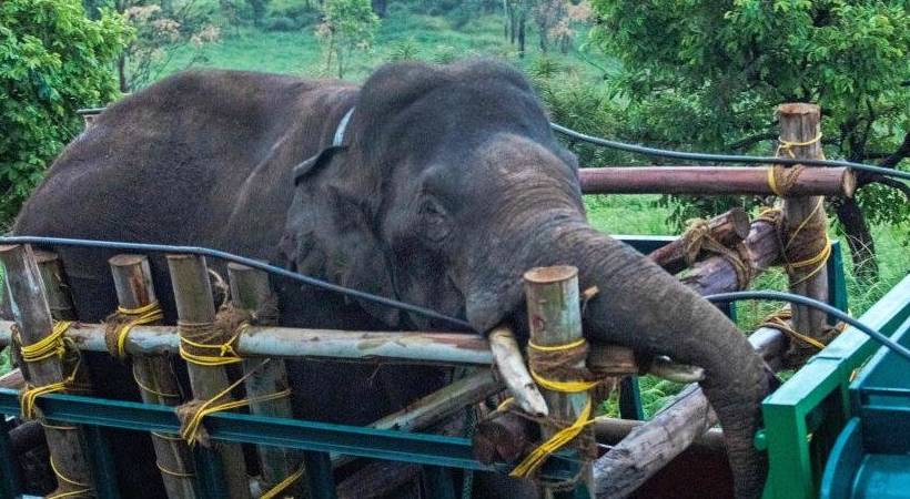 Arikomban moves to Tamil Nadu border forest area