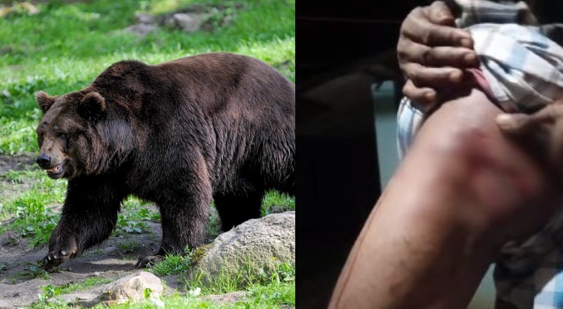 Bear attacked man who entered the forest for taking honey Malappuram