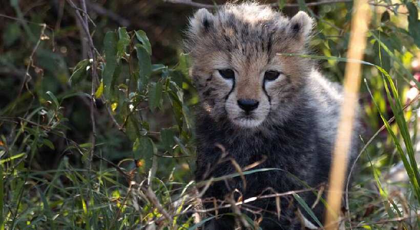 Cheetah cub dies in Kuno National Park