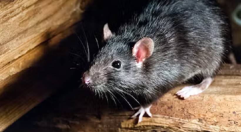 Rat steals Rs 13000 cash from grocery shop