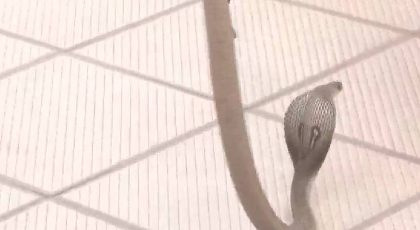 Snake at BJP office Karnataka Election live