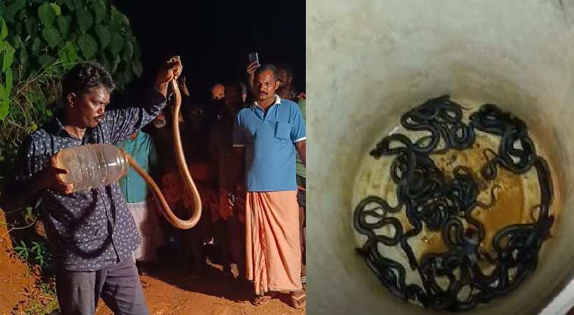Vava Suresh catches Snake from Kottayam