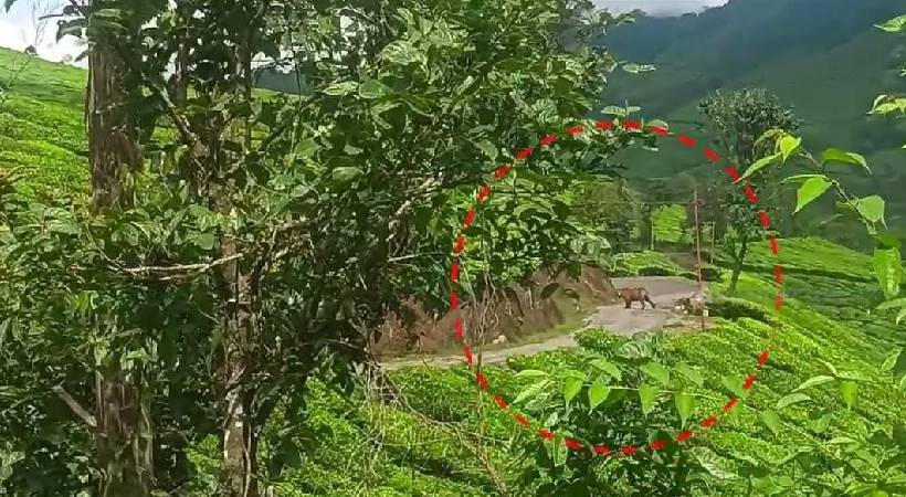 Tiger at Munnar Kallar estate