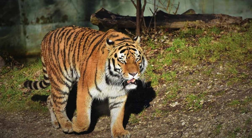 Tiger attacked goat in Pathanamthitta