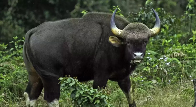 Images of wild buffalo