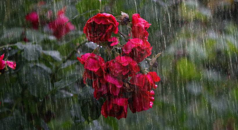 chances of monsoon rain to continue kerala