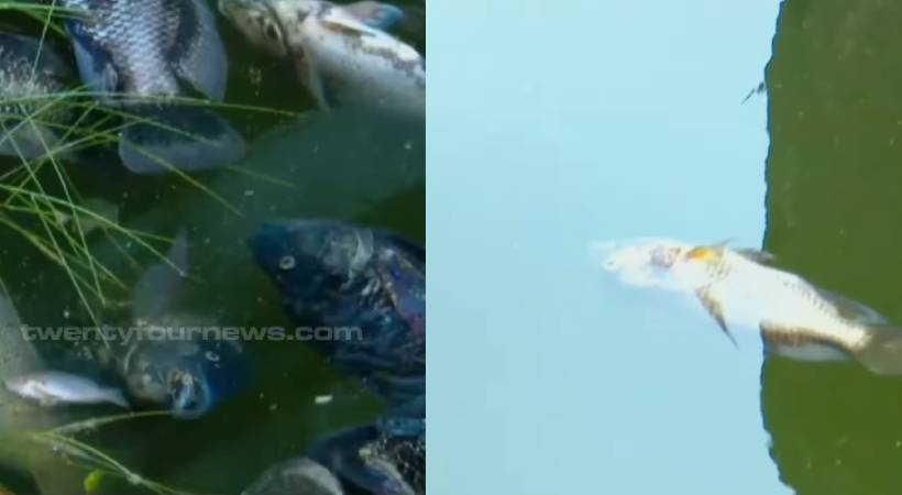 fish dead in thali temple pond