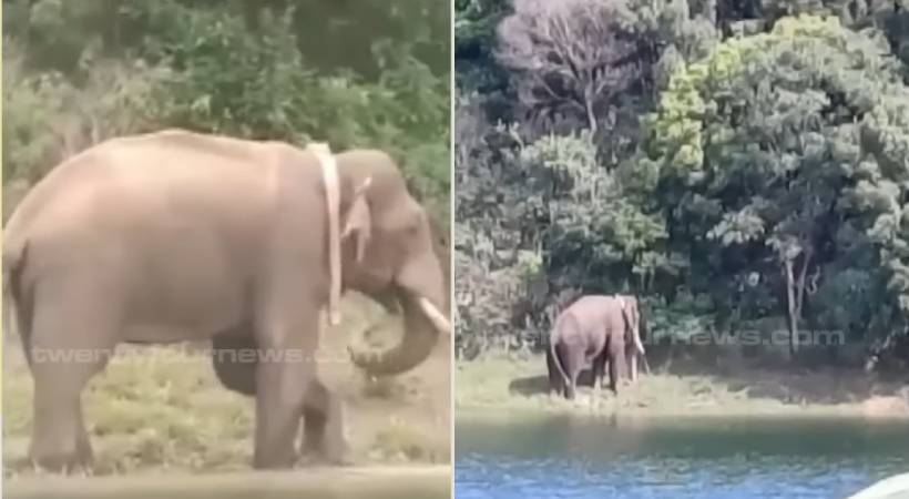 no need to worry about arikomban elephant