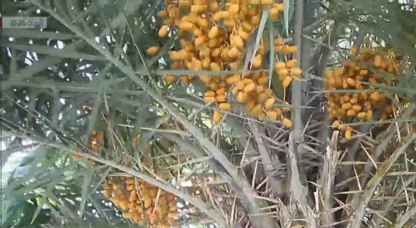 dates tree in angamaly home